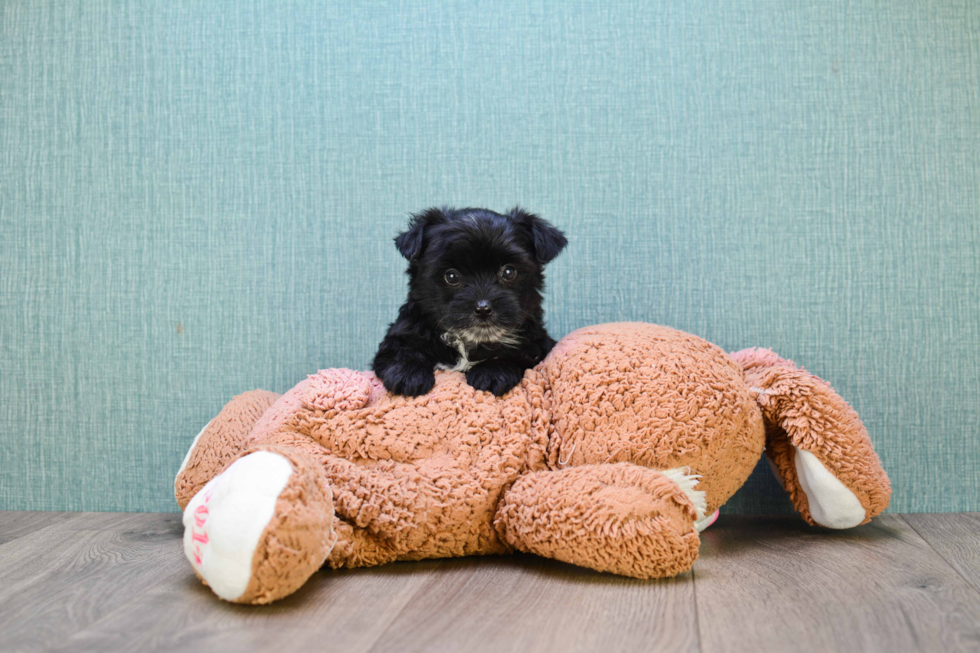 Morkie Puppy for Adoption