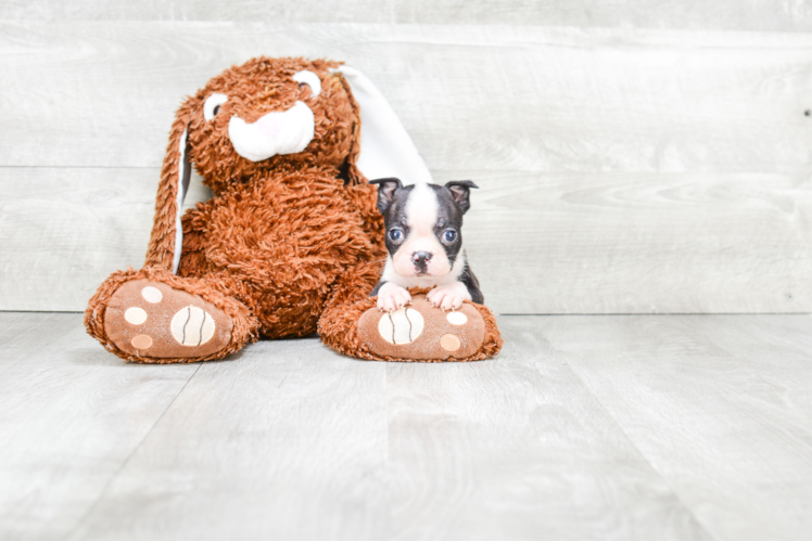 Sweet Boston Terrier Purebred Puppy