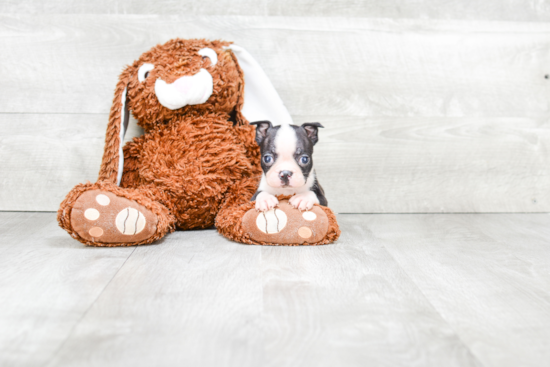 Sweet Boston Terrier Purebred Puppy