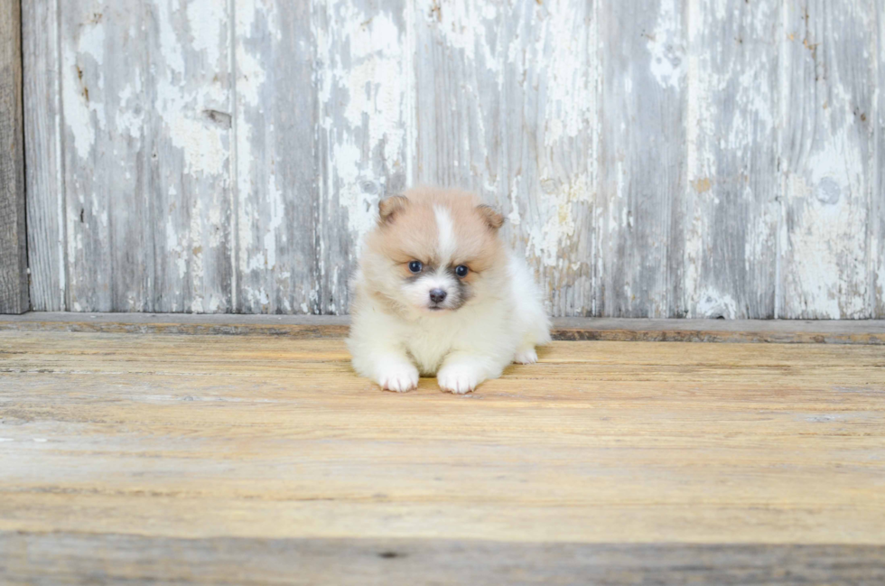 Small Pomeranian Baby