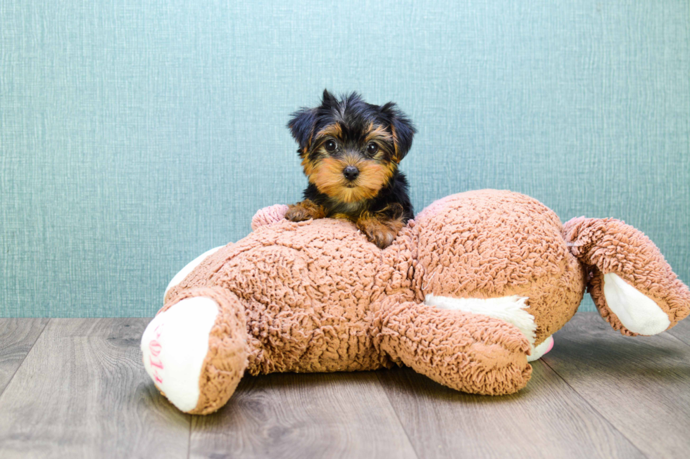 Meet Micro-Teacup-Twinkle - our Yorkshire Terrier Puppy Photo 