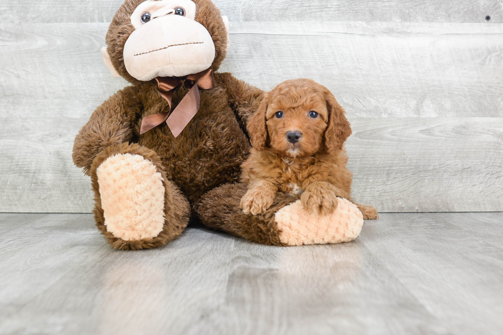 Funny Mini Goldendoodle Poodle Mix Pup