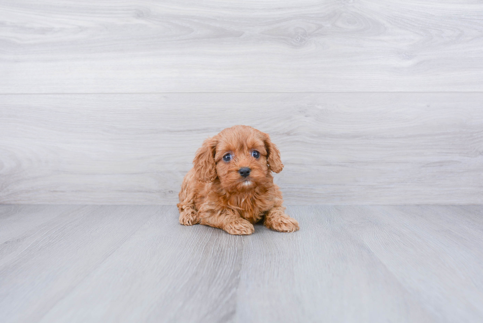 Cavapoo Puppy for Adoption