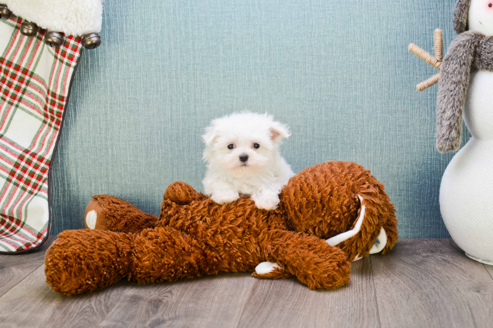 Sweet Maltese Purebred Puppy