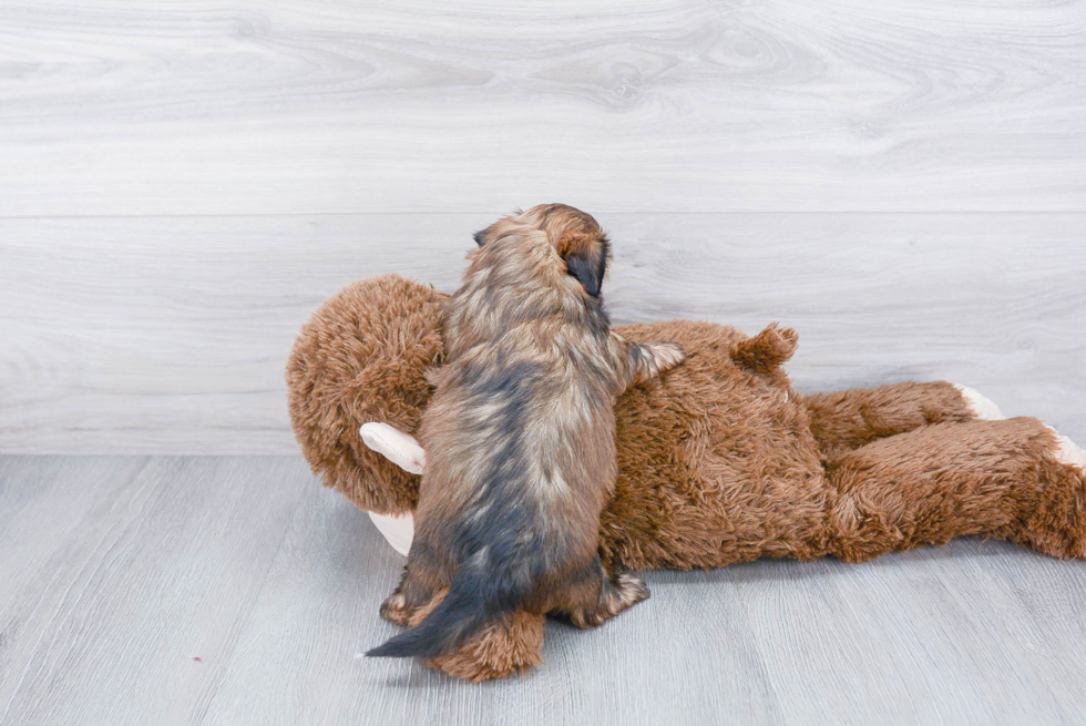 Shorkie Pup Being Cute