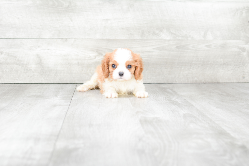 Best Cavalier King Charles Spaniel Baby