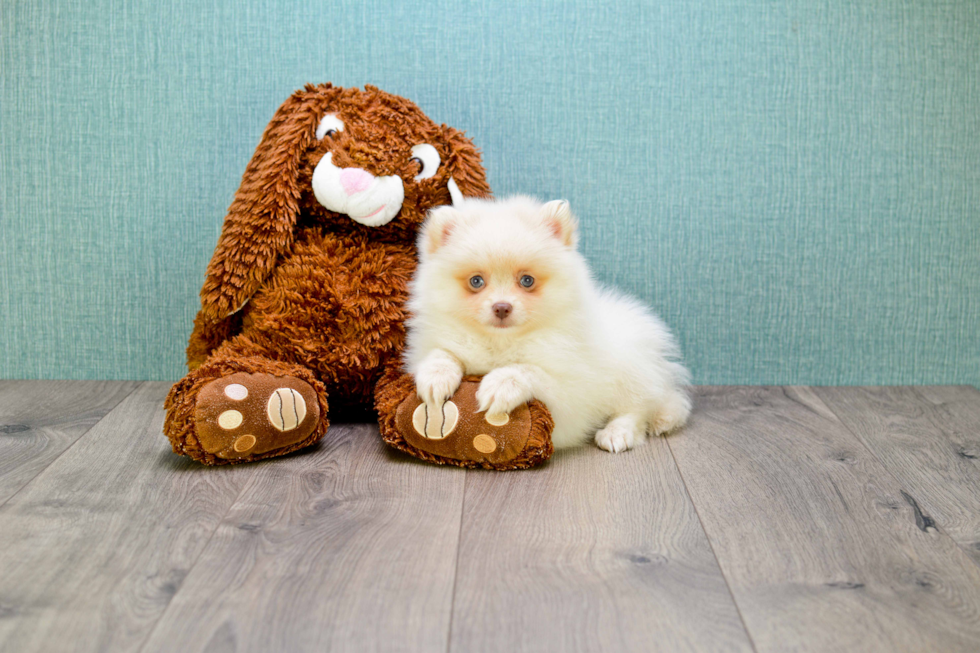 Pomeranian Pup Being Cute