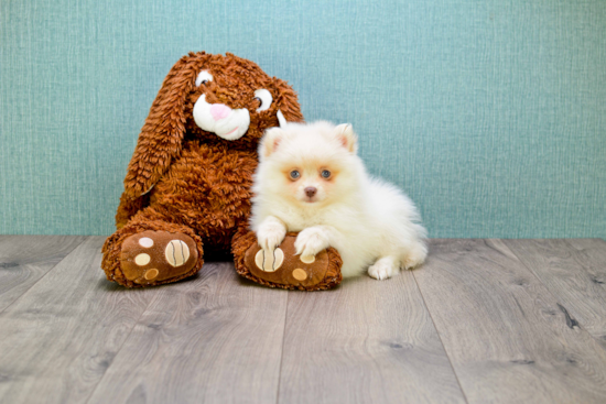 Pomeranian Pup Being Cute