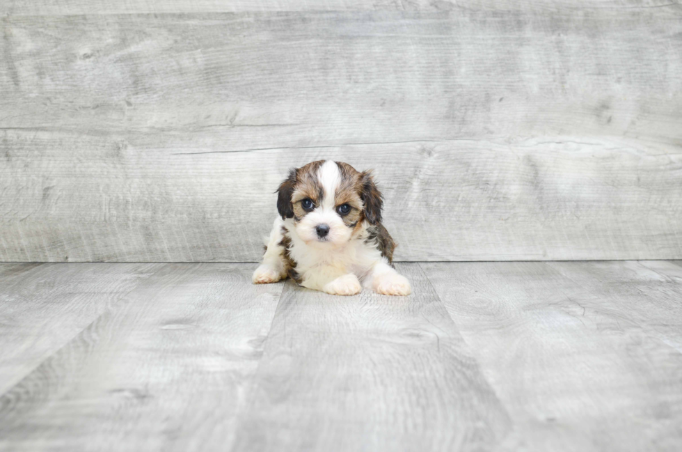 Sweet Cavapoo Baby