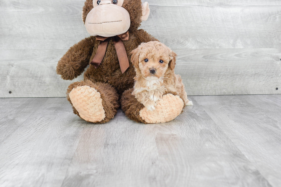 Petite Maltipoo Poodle Mix Pup