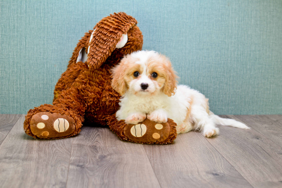 Cavachon Puppy for Adoption