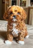 Fluffy Cavapoo Poodle Mix Pup