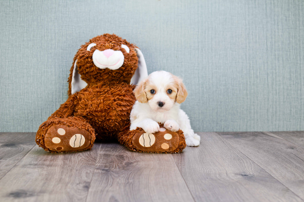 Best Cavachon Baby