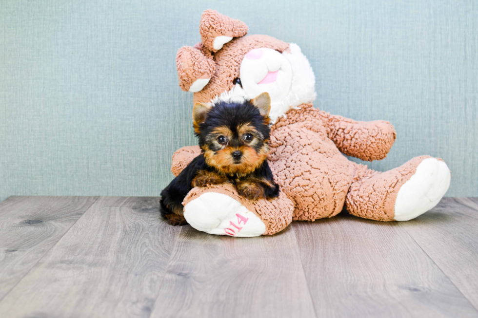 Meet Victoria - our Yorkshire Terrier Puppy Photo 