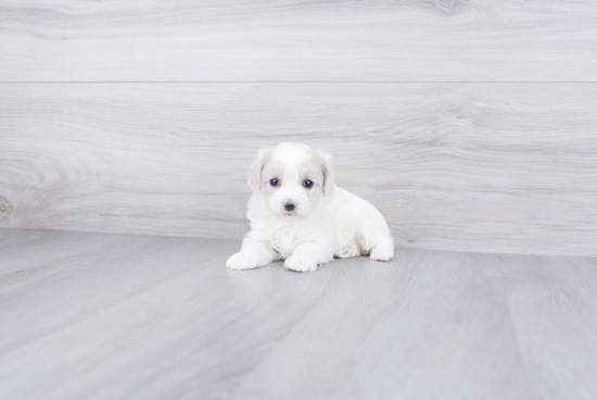 Maltipoo Pup Being Cute