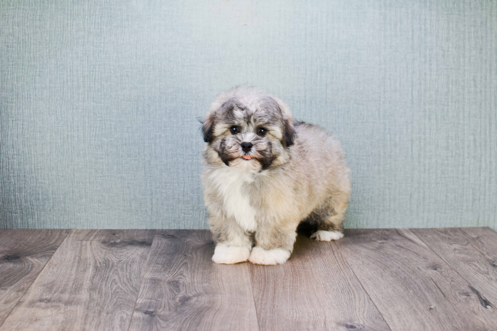 Akc Registered Havanese Purebred Pup