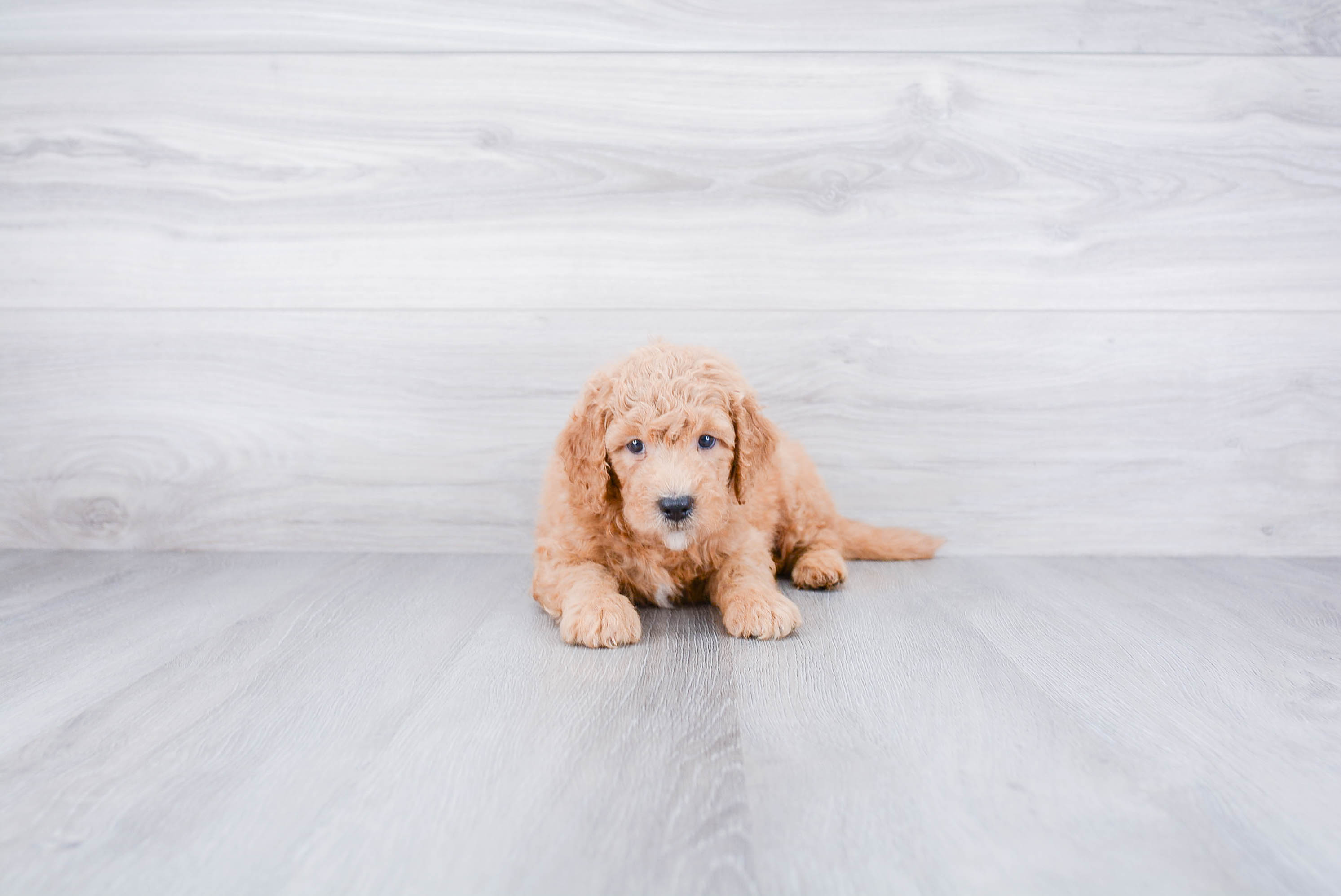 Mini Goldendoodle Pup Being Cute
