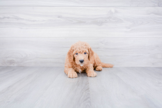 Mini Goldendoodle Pup Being Cute