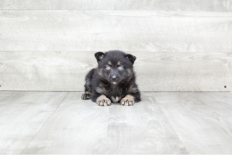 Small Pomsky Baby