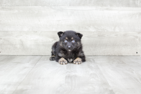 Small Pomsky Baby