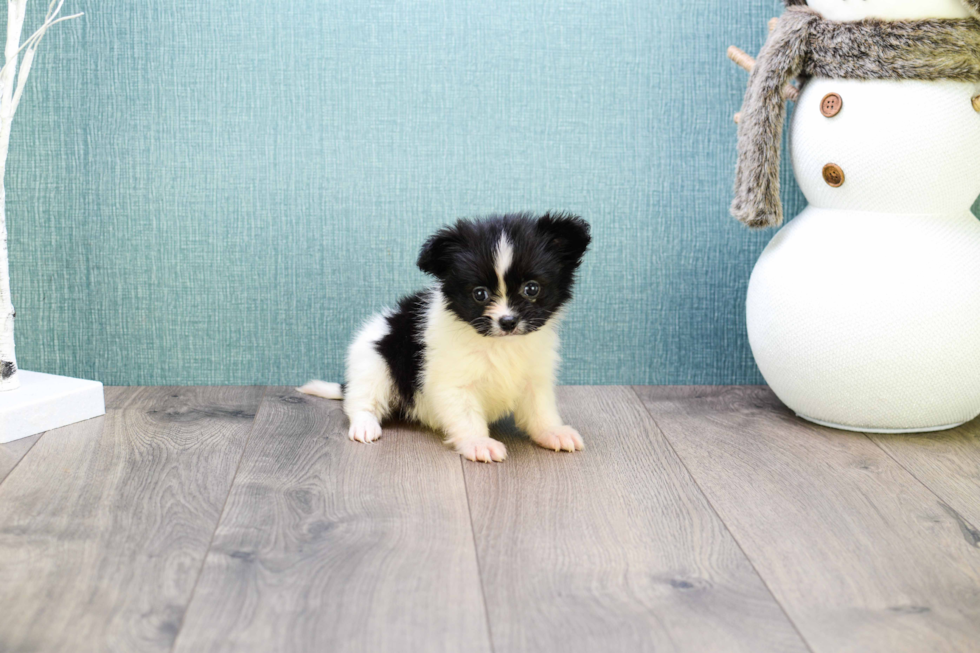 Maltipom Puppy for Adoption