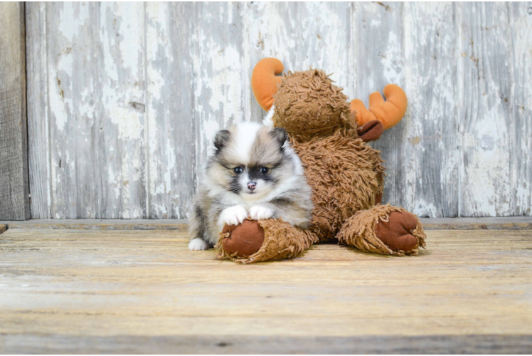 Cute Pomeranian Purebred Puppy