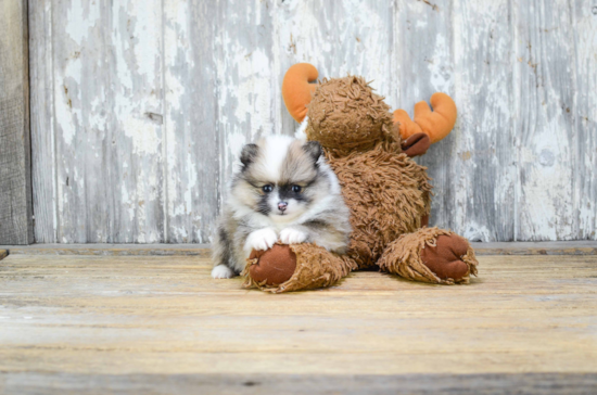 Cute Pomeranian Purebred Puppy