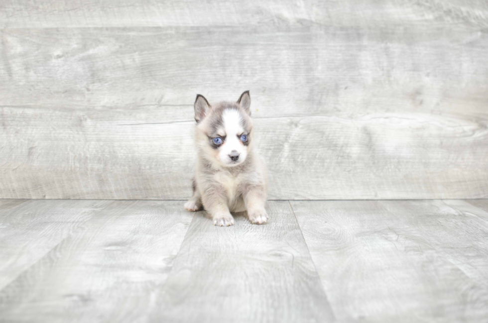 Best Pomsky Baby