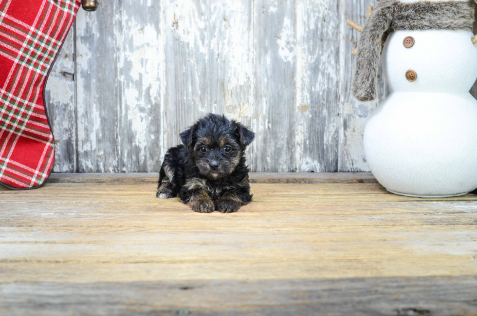 Fluffy Yorkie Poo Poodle Mix Pup