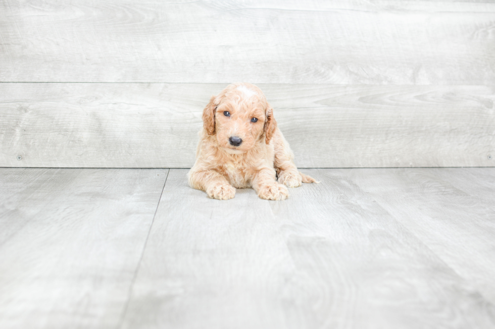 Mini Goldendoodle Puppy for Adoption