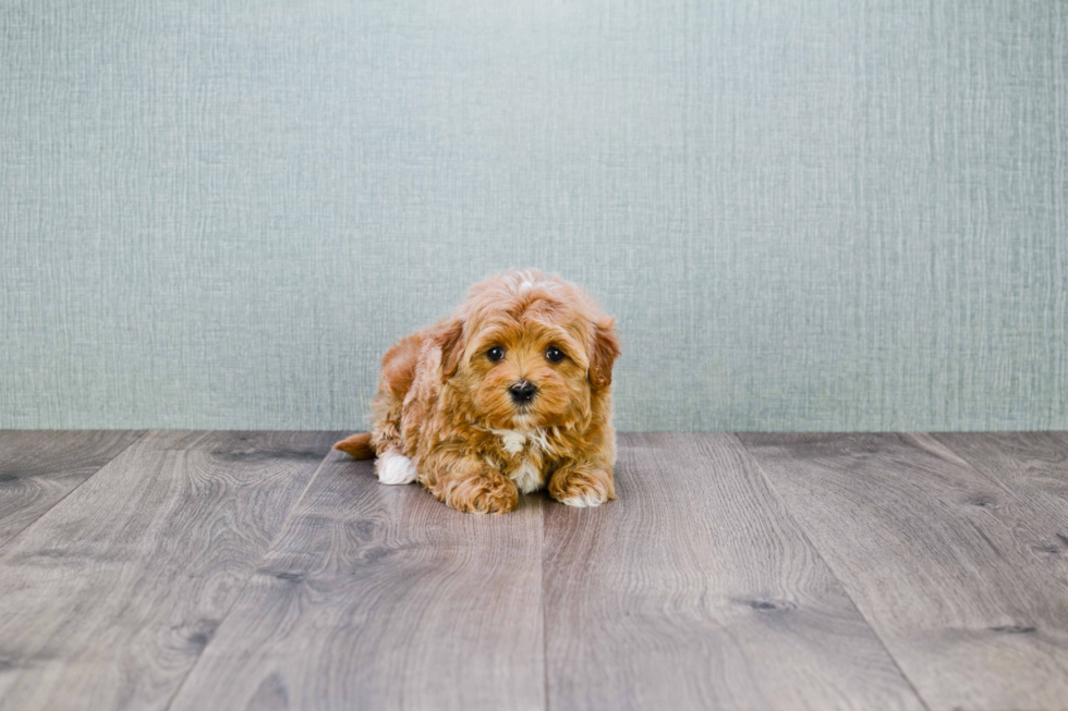 Funny Maltipoo Poodle Mix Pup