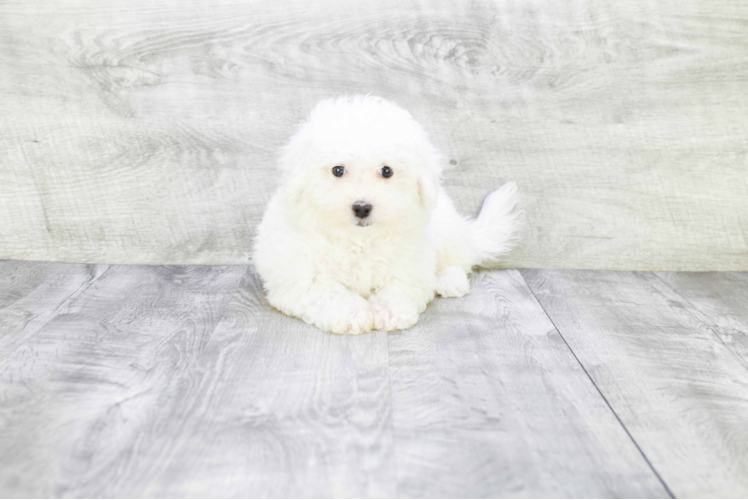 Popular Bichon Frise Baby