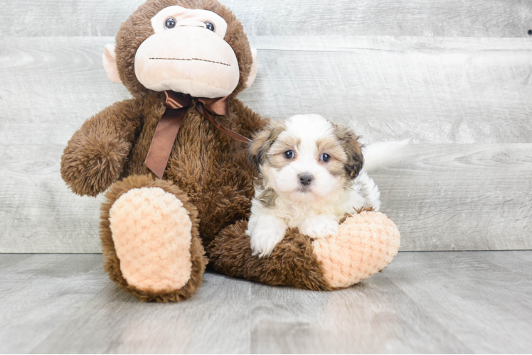 Teddy Bear Pup Being Cute