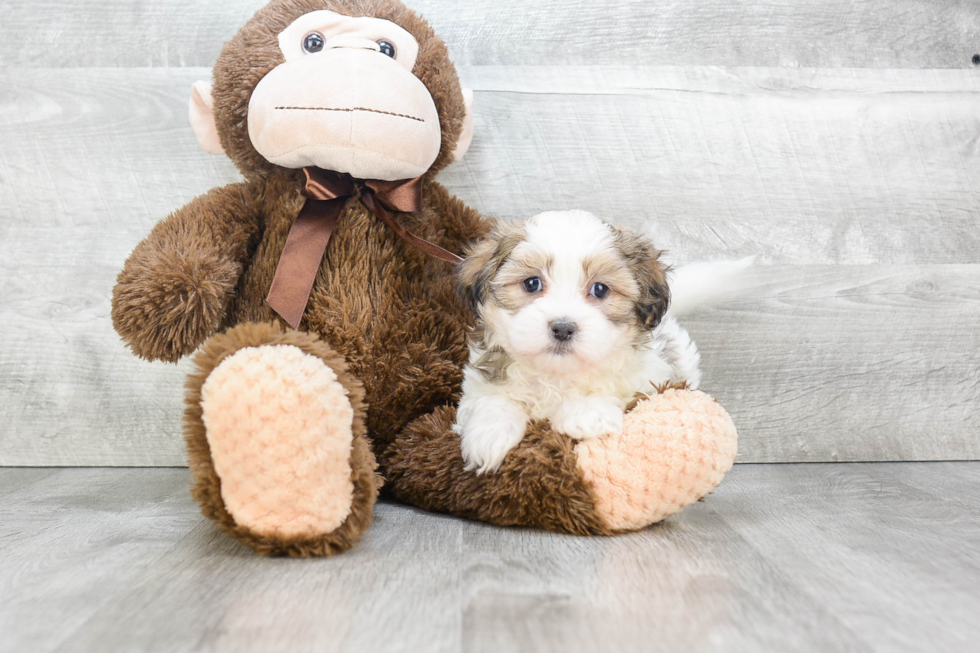 Teddy Bear Pup Being Cute