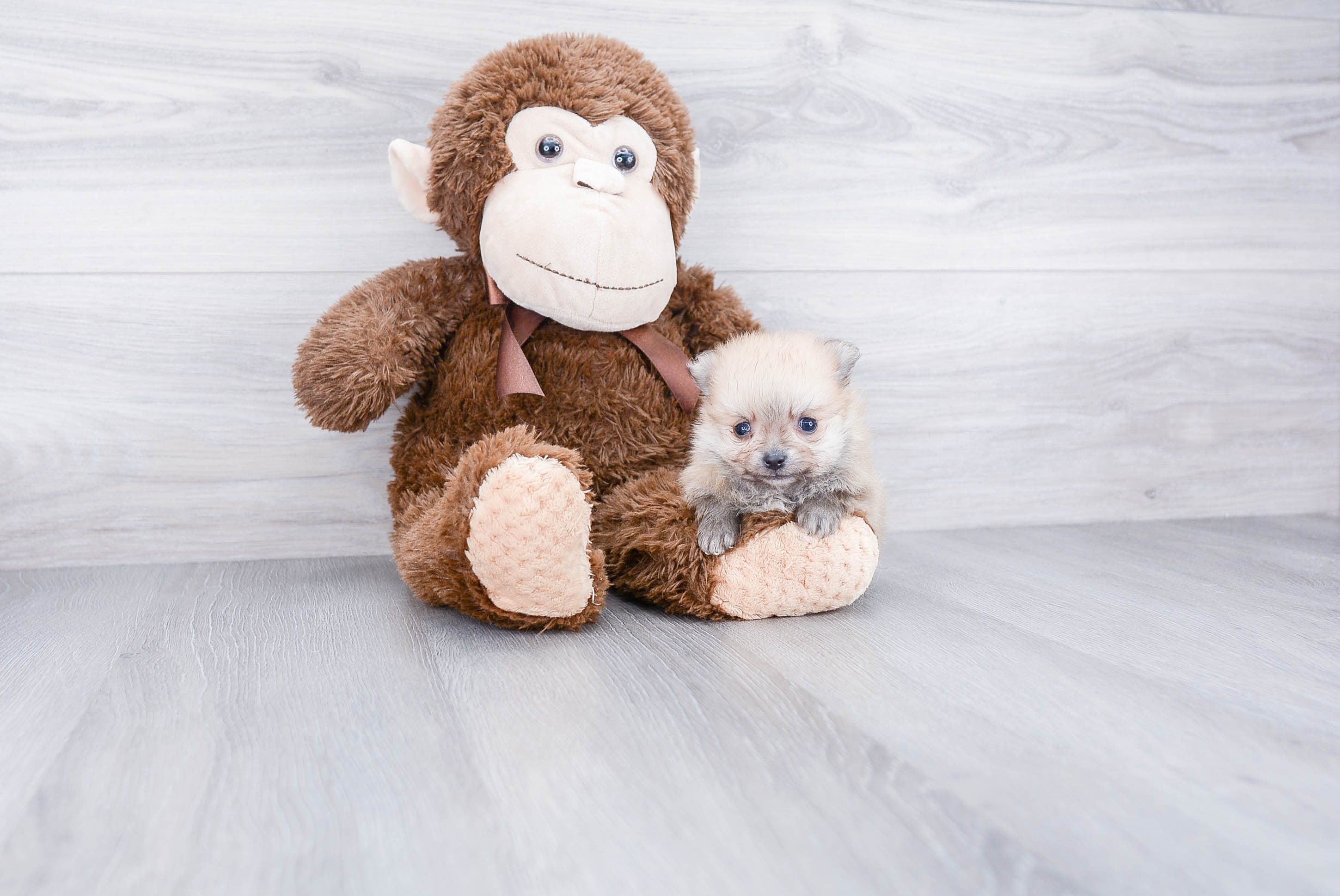 Best Pomeranian Baby