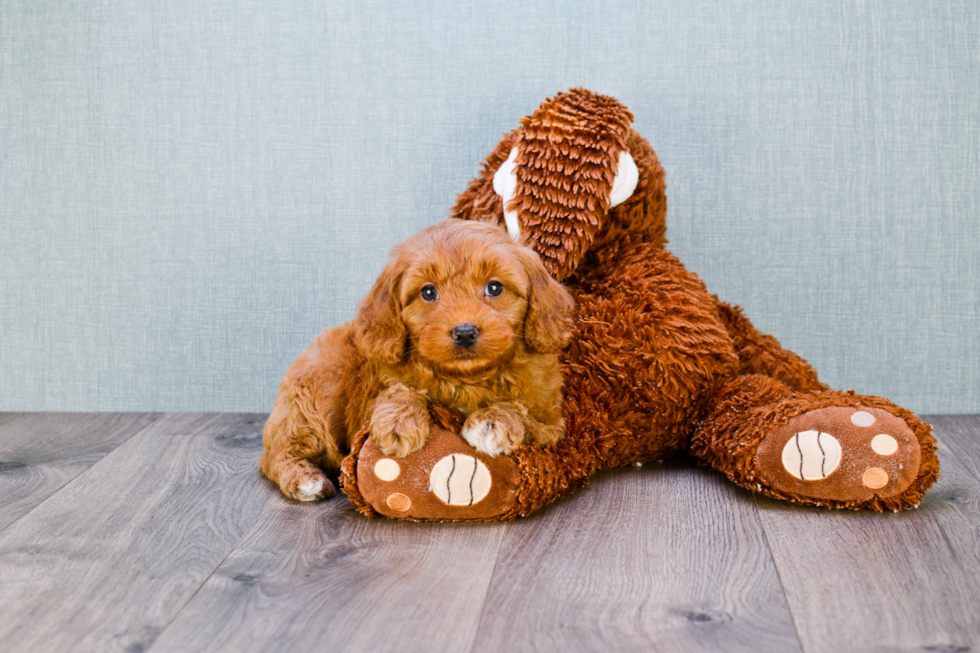 Mini Goldendoodle Puppy for Adoption