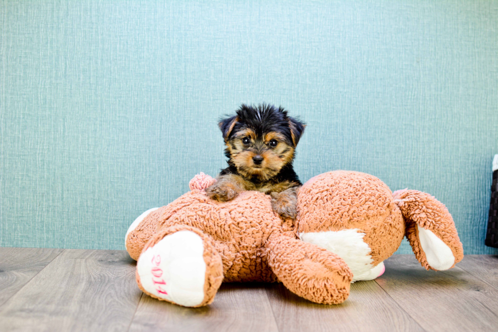 Meet Teacup-Izzie - our Yorkshire Terrier Puppy Photo 