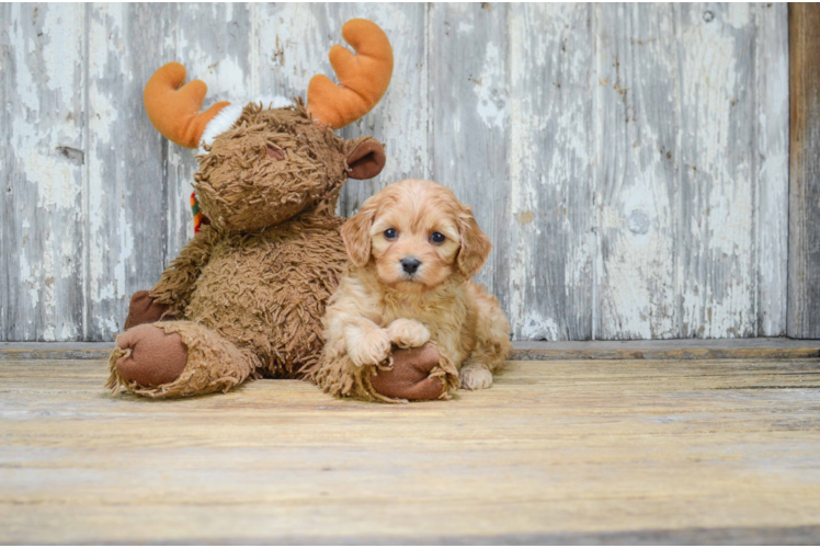 Best Cavachon Baby