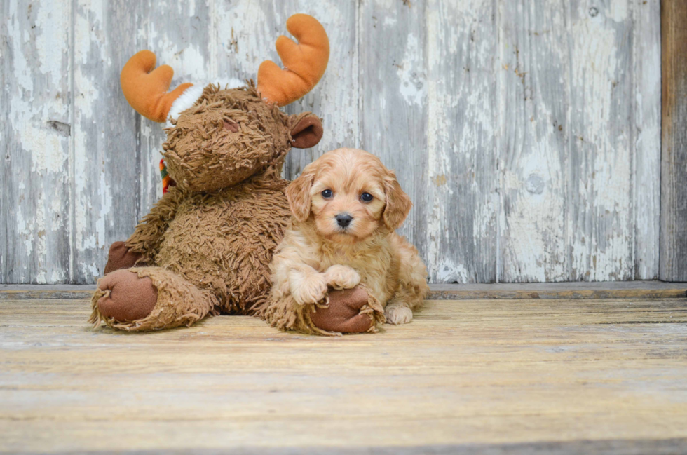 Best Cavachon Baby