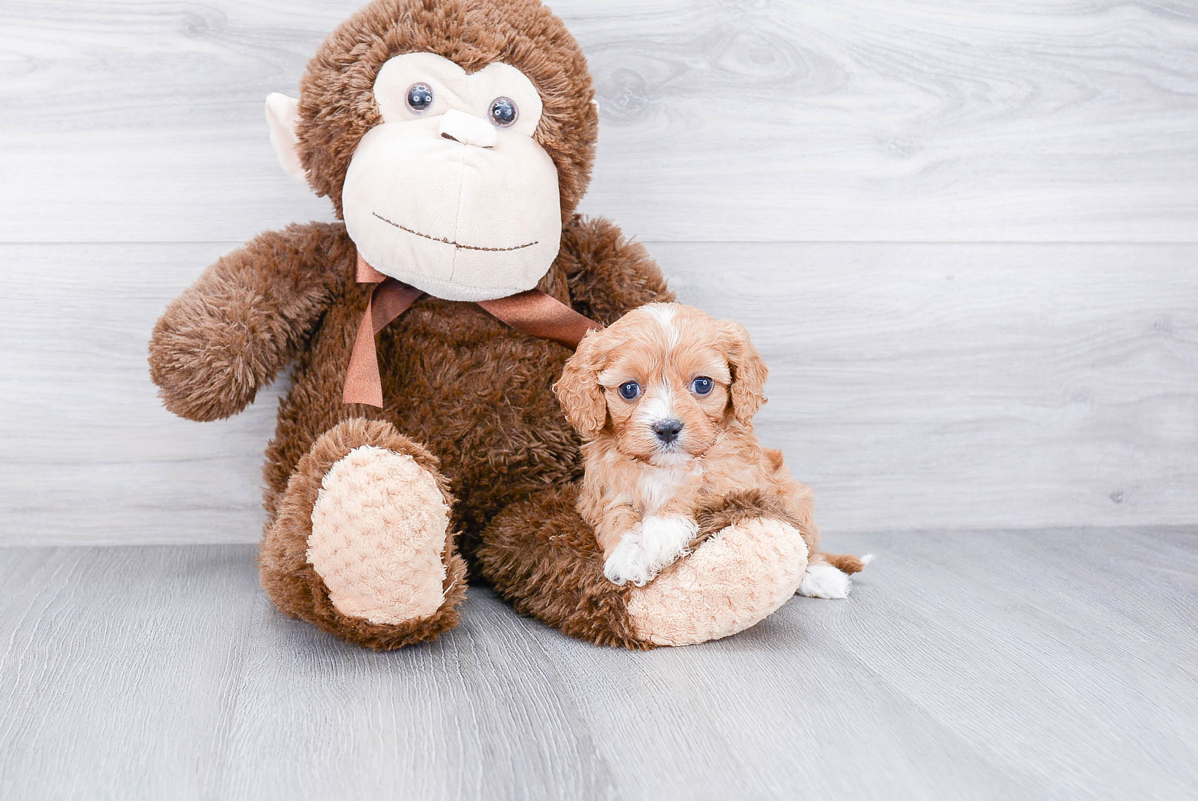 Cavapoo Pup Being Cute