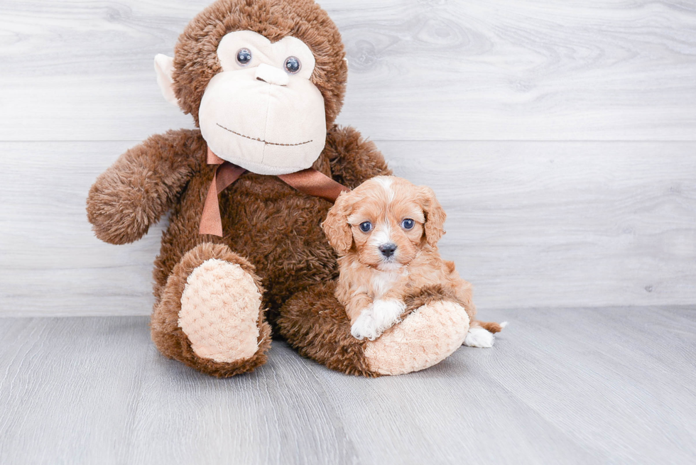 Cavapoo Pup Being Cute