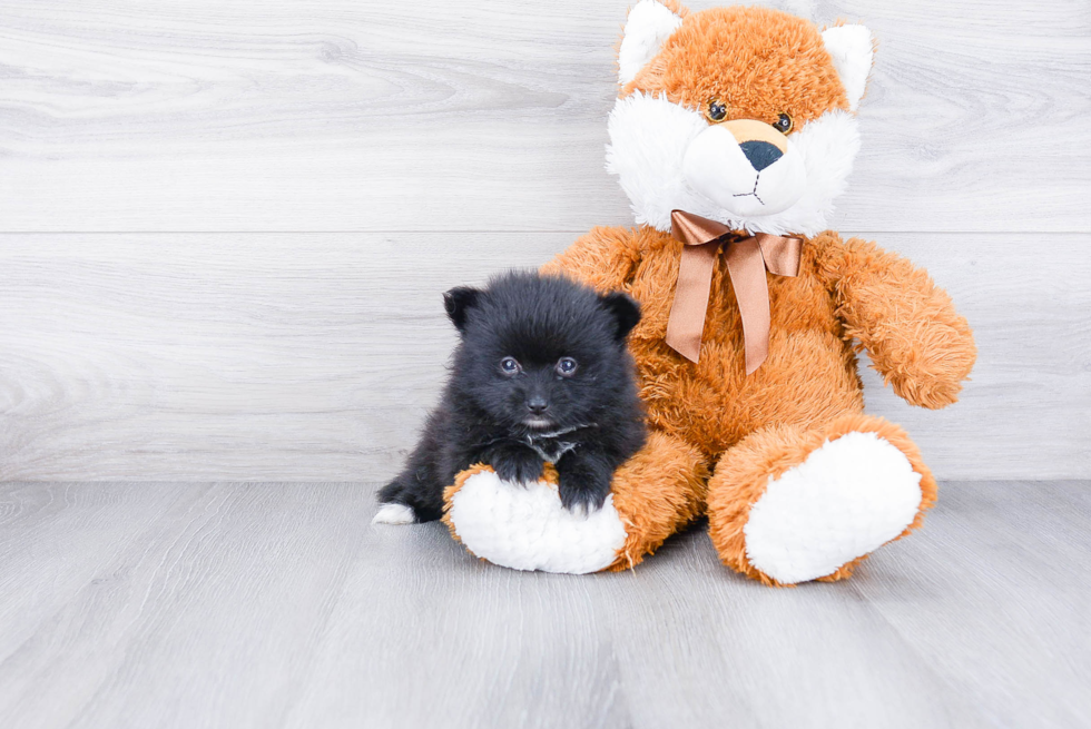 Pomeranian Pup Being Cute