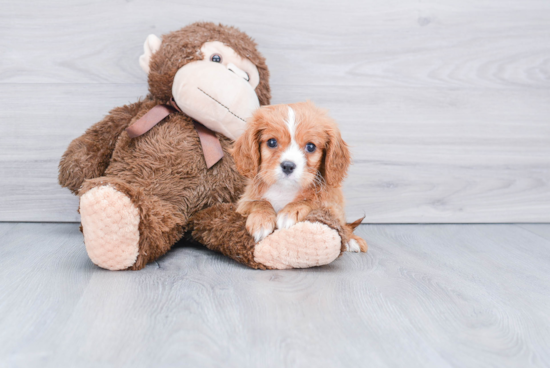 Cavalier King Charles Spaniel Pup Being Cute