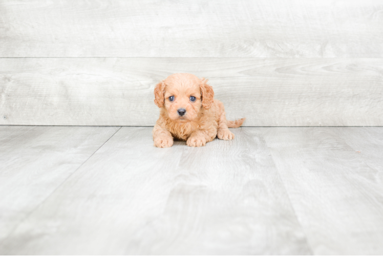 Best Cavapoo Baby