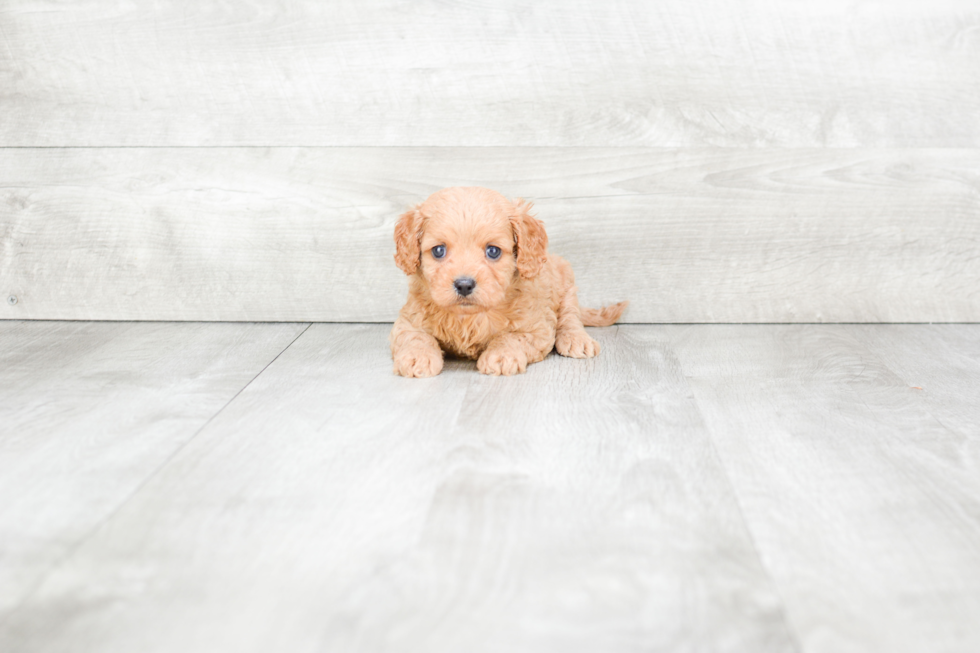 Best Cavapoo Baby