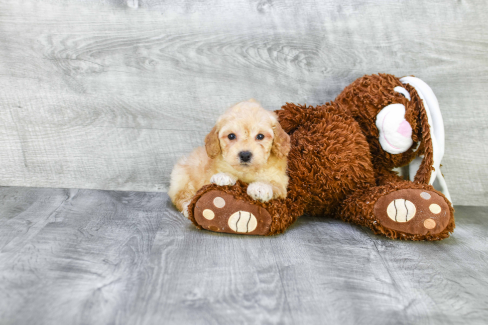 Mini Goldendoodle Pup Being Cute