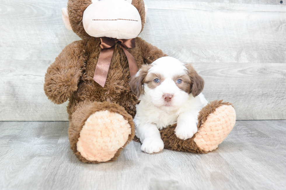 Popular Teddy Bear Designer Pup