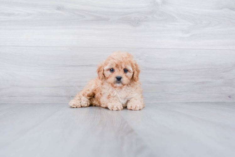 Little Cavoodle Poodle Mix Puppy