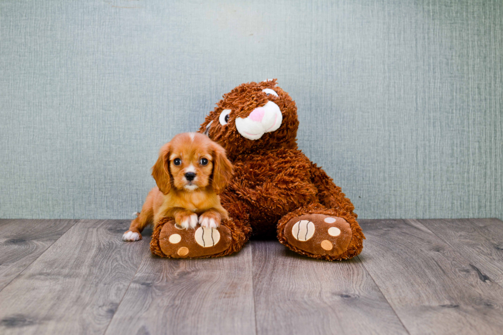 Fluffy Cavalier King Charles Spaniel Purebred Puppy