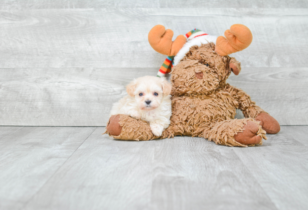 Best Maltipoo Baby